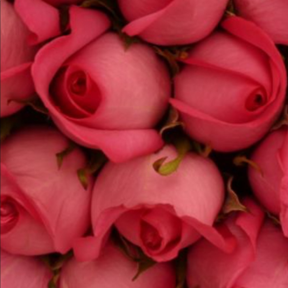 Meet your Posher, Rosa